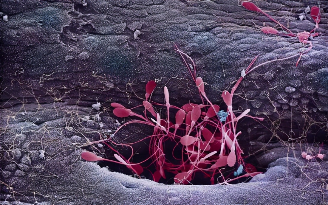 研究显示：精子像钻头一样钻入体内！它“欺骗”了科学家300多年