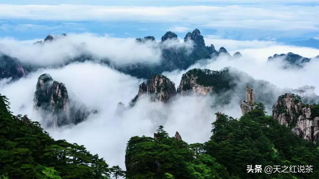 喝春茶的人生感悟,喝春茶的意境诗句