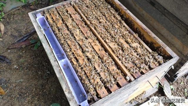 低温繁蜂,繁蜂期遇连续低温怎么办