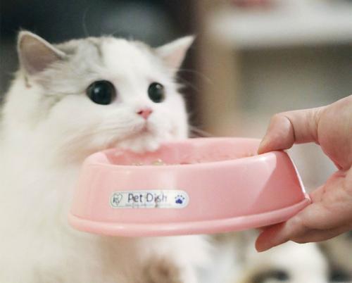 猫咪挑食不吃猫粮可以放猫薄荷吗,猫咪挑食该如何解决