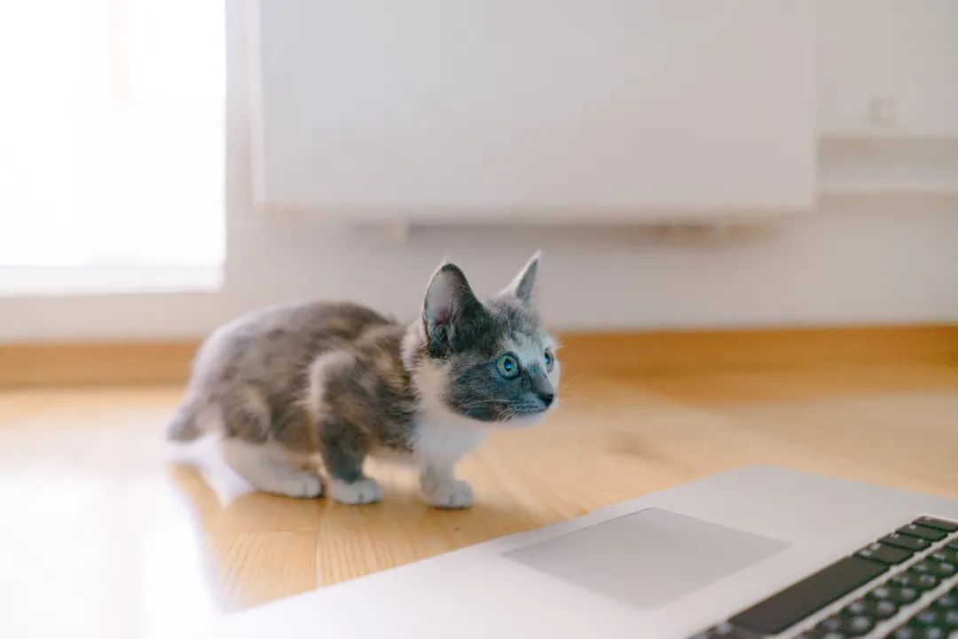 养小猫攻略,养2个月小猫攻略
