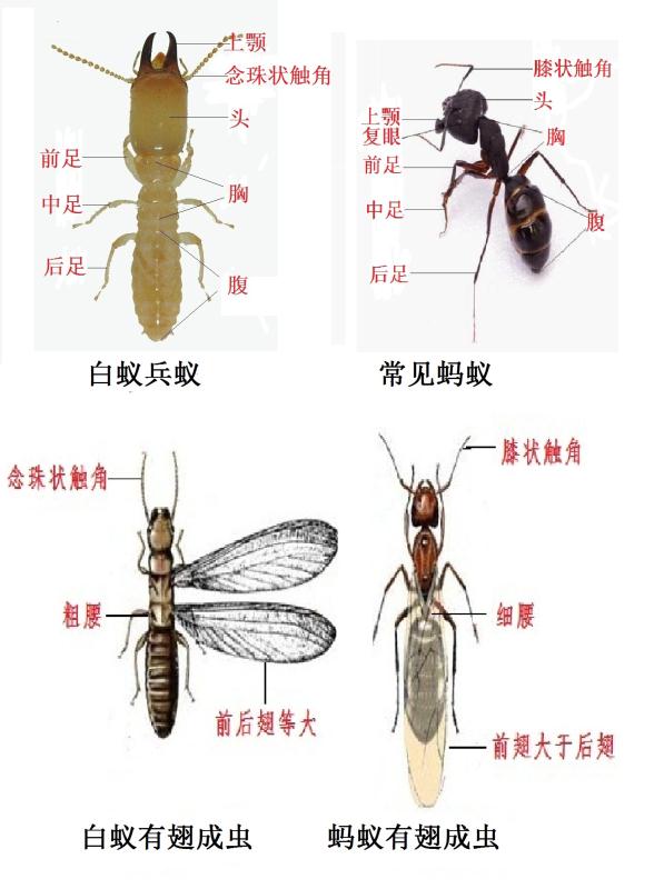 成都厨房装修白蚁预防办法,成都建筑房屋白蚁防治方法