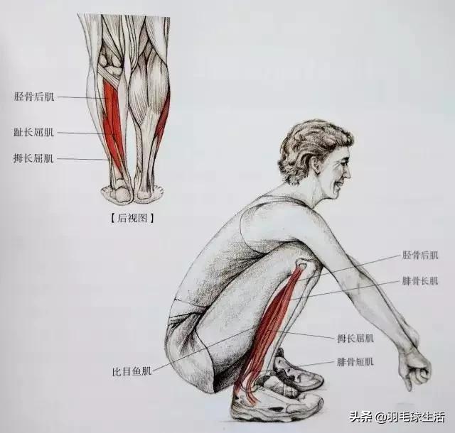 打羽毛球防止腿变粗,打羽毛球前后拉伸动作防止腿变粗