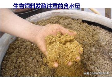 青草发酵饲料喂牛羊怎么发酵,发酵饲料技术配方