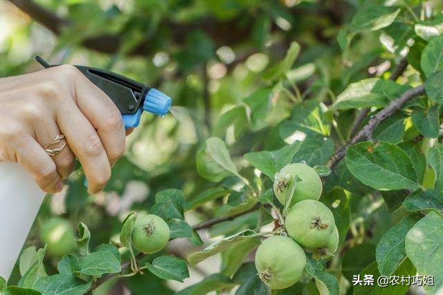 苹果春季冻害怎么判断,苹果花期冻害预防及补救技术方案