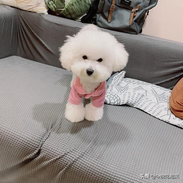 狗狗敏感吃什么药,纠正狗狗坏习惯训练方法