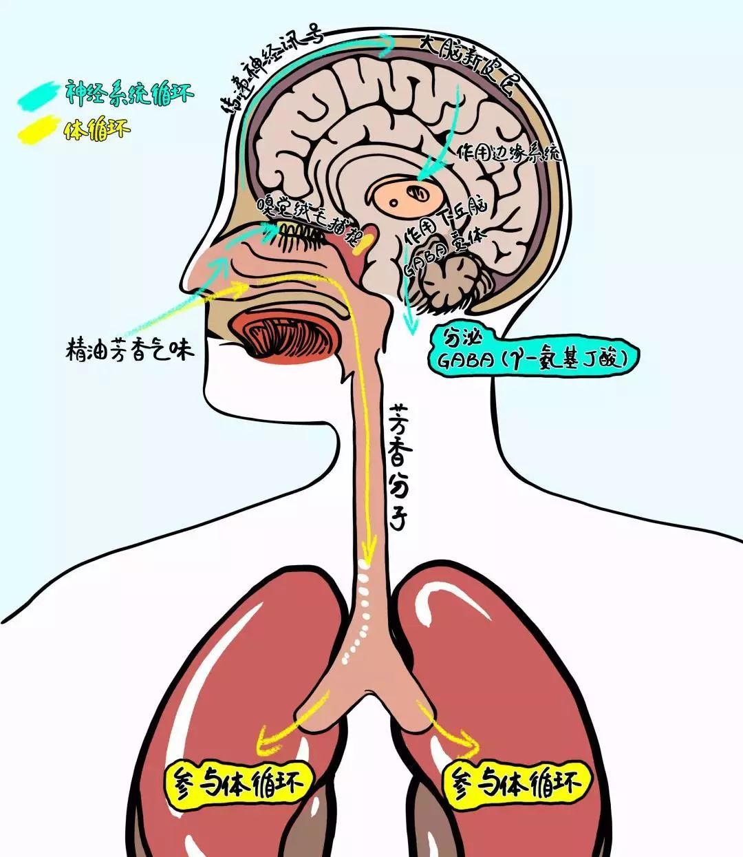 哪一款睡眠喷雾最有效,阿芙薰衣草助眠喷雾