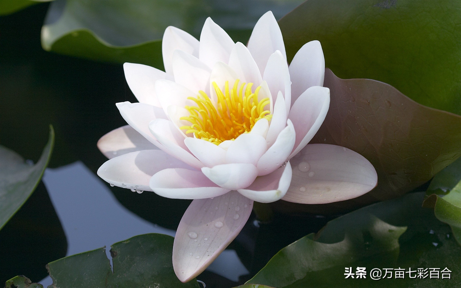 中国的国花有哪5种,除了我国的国花其他国花你了解吗