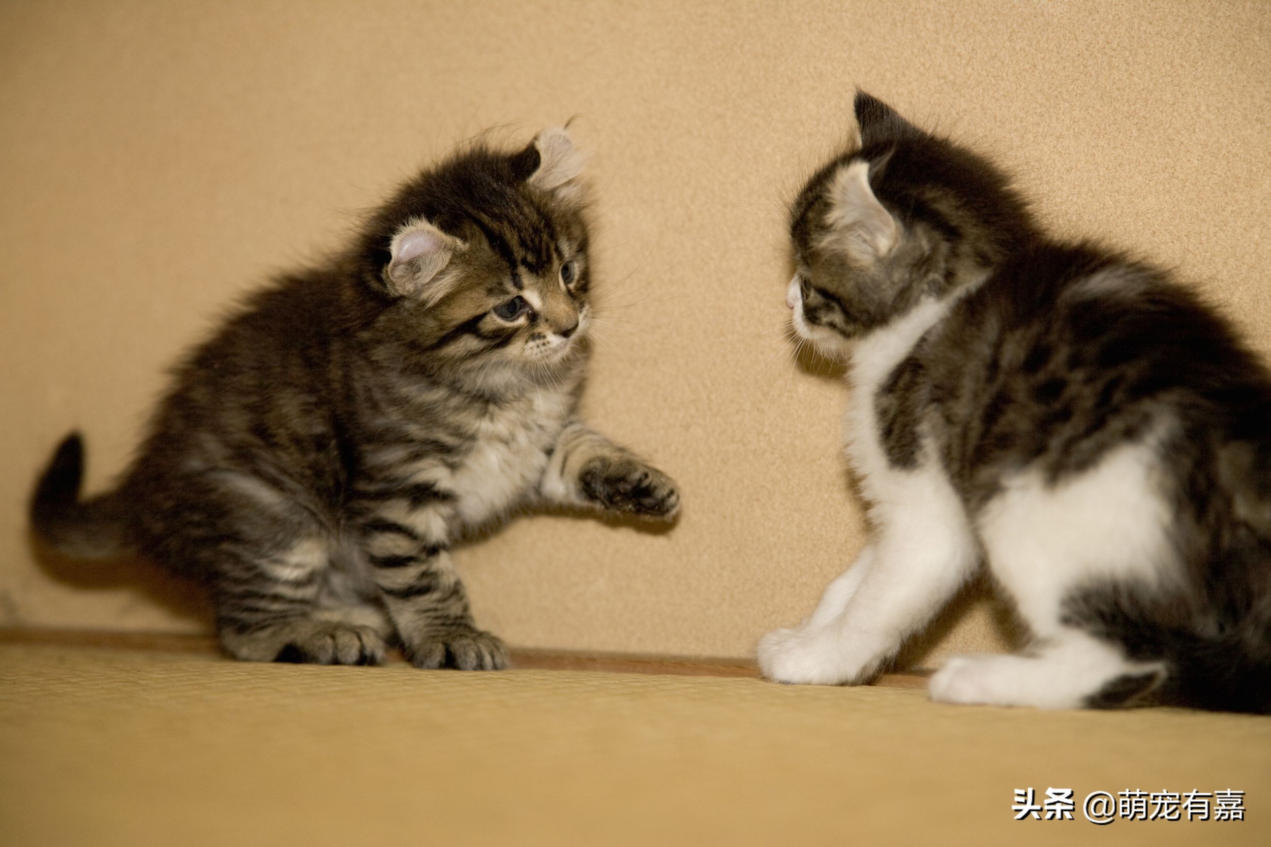 吃多了猫草便秘怎么办,猫咪便秘给喝食用油靠谱吗
