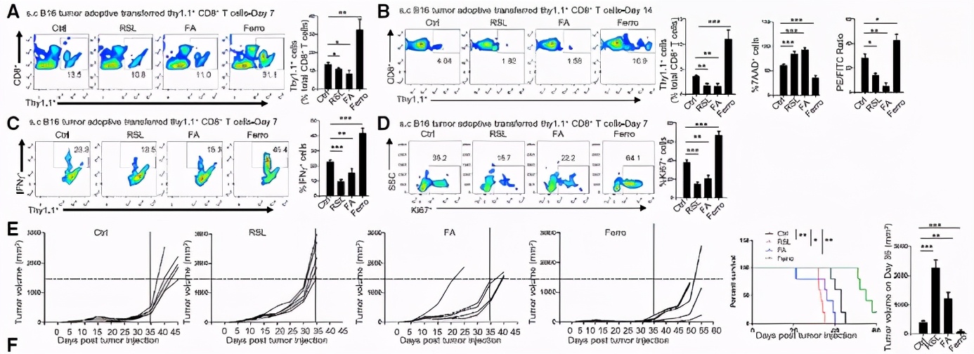 CD36介导铁死亡会抑制CD8+T细胞功能削弱其抗癌症