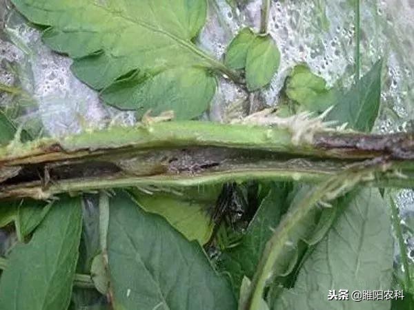 防治霜霉疫病的特效药,葡萄溃疡病霜霉病清园杀菌剂