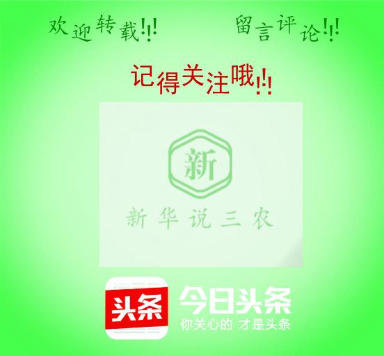 断奶母猪不拉稀一个妙招就搞定,断奶母猪太瘦怎么办