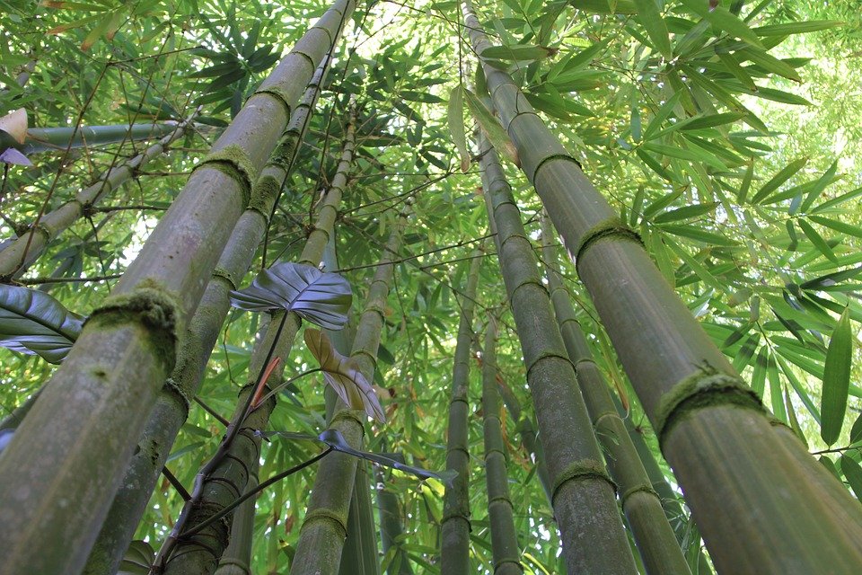 竹业加工最赚钱的行业,竹材加工行业前景如何