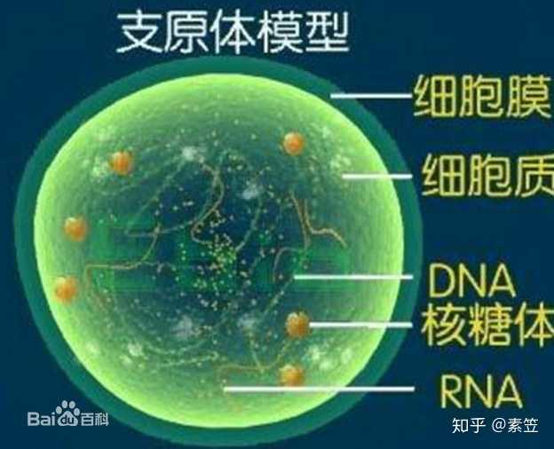 病毒依靠什么产生新病毒,病毒是如何产生