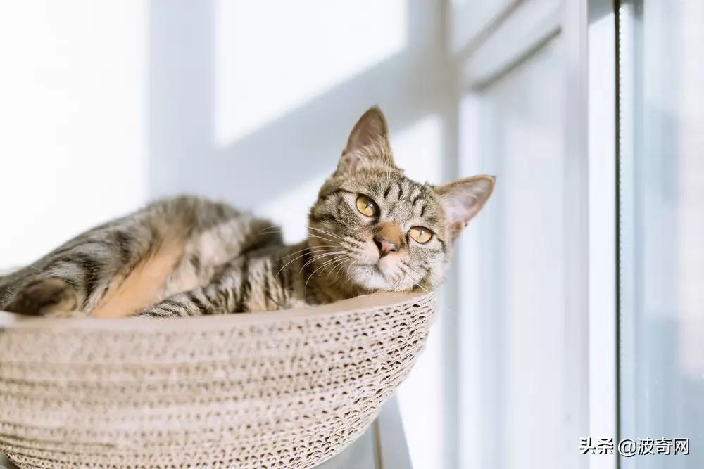 猫咪为什么掉毛特别厉害,猫咪打架掉毛秃了很大一块