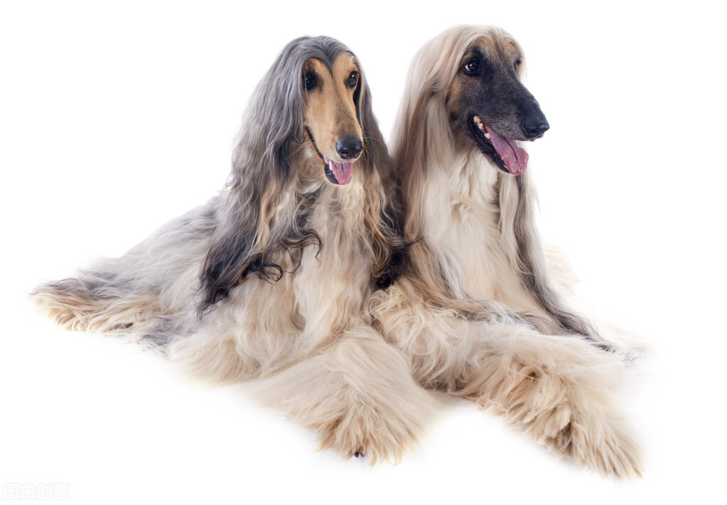 东方美犬,东方美狗狗