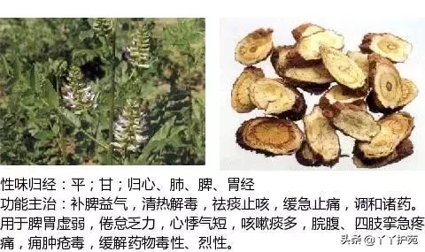 农村身边的中草药主治与功效,中草药全图谱与功效