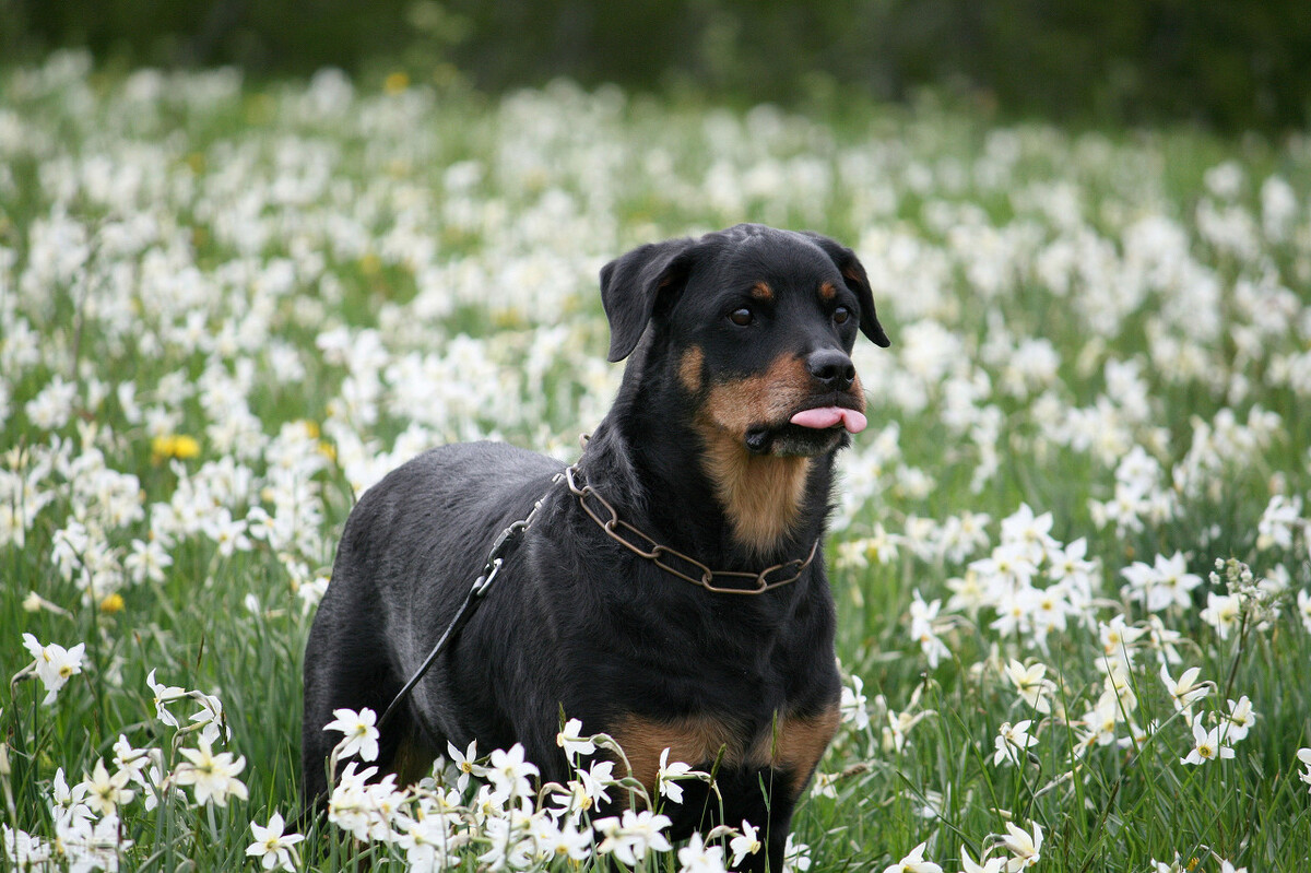 寻根问祖系列（9）：罗威纳犬（Rottweiler）
