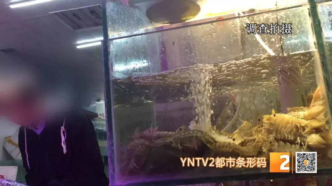 活皮皮虾用盐水泡着会死吗,皮皮虾泡水里几分钟就死了