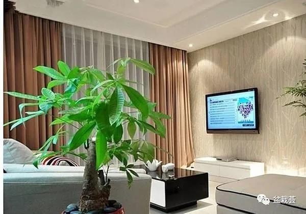 家门口最好养的10种花,家里养高档的六种花