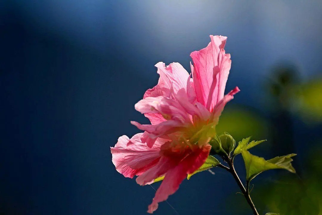 「散文」温柔的坚持|木槿花