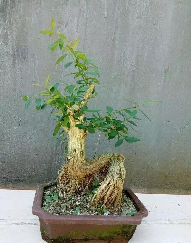 玛瑙柏盆景不绿不发新芽怎么回事,盆景老桩上盆发芽后新芽干枯