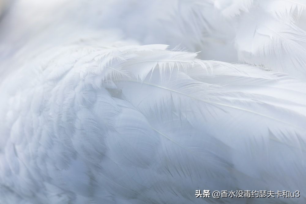 ysl薰衣草橙花麝香香水,7款热门白麝香香水推荐