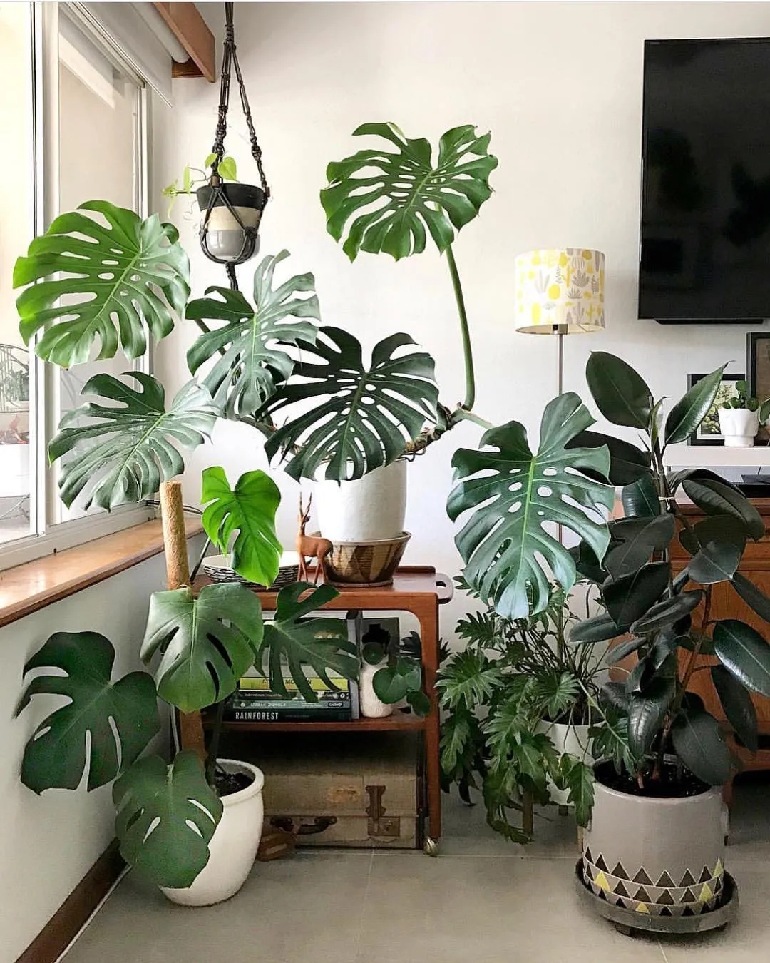 十大客厅耐阴绿植冬天不死的植物,适合室内的耐阴植物大全
