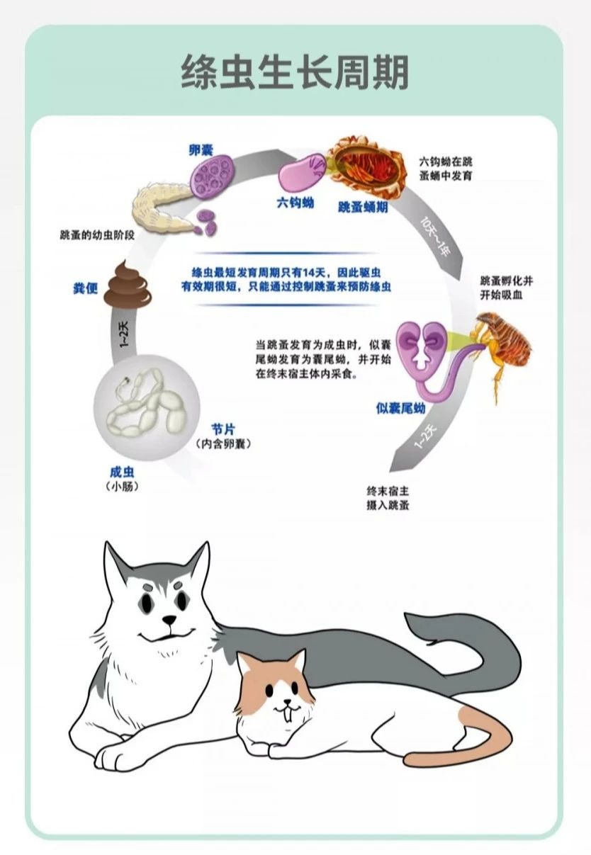 菊部边上长了个肉疙瘩,菊部周边有个白色脓包