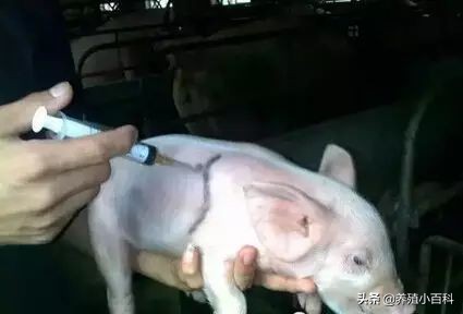 猪的注射方式和注意事项,猪疫苗注射的正确部位和方法图