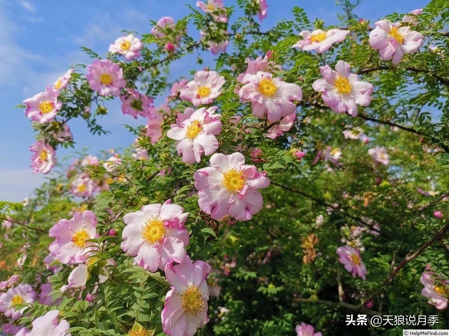 传家宝月季,月季传家宝紫色
