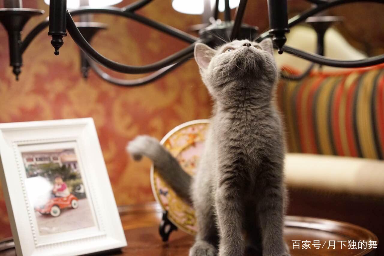 英国短毛猫三大缺点,英国短毛猫有什么可怕之处