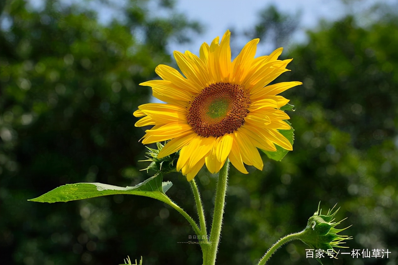 各种鲜花的花语及图片,花店常见鲜花品种及花语