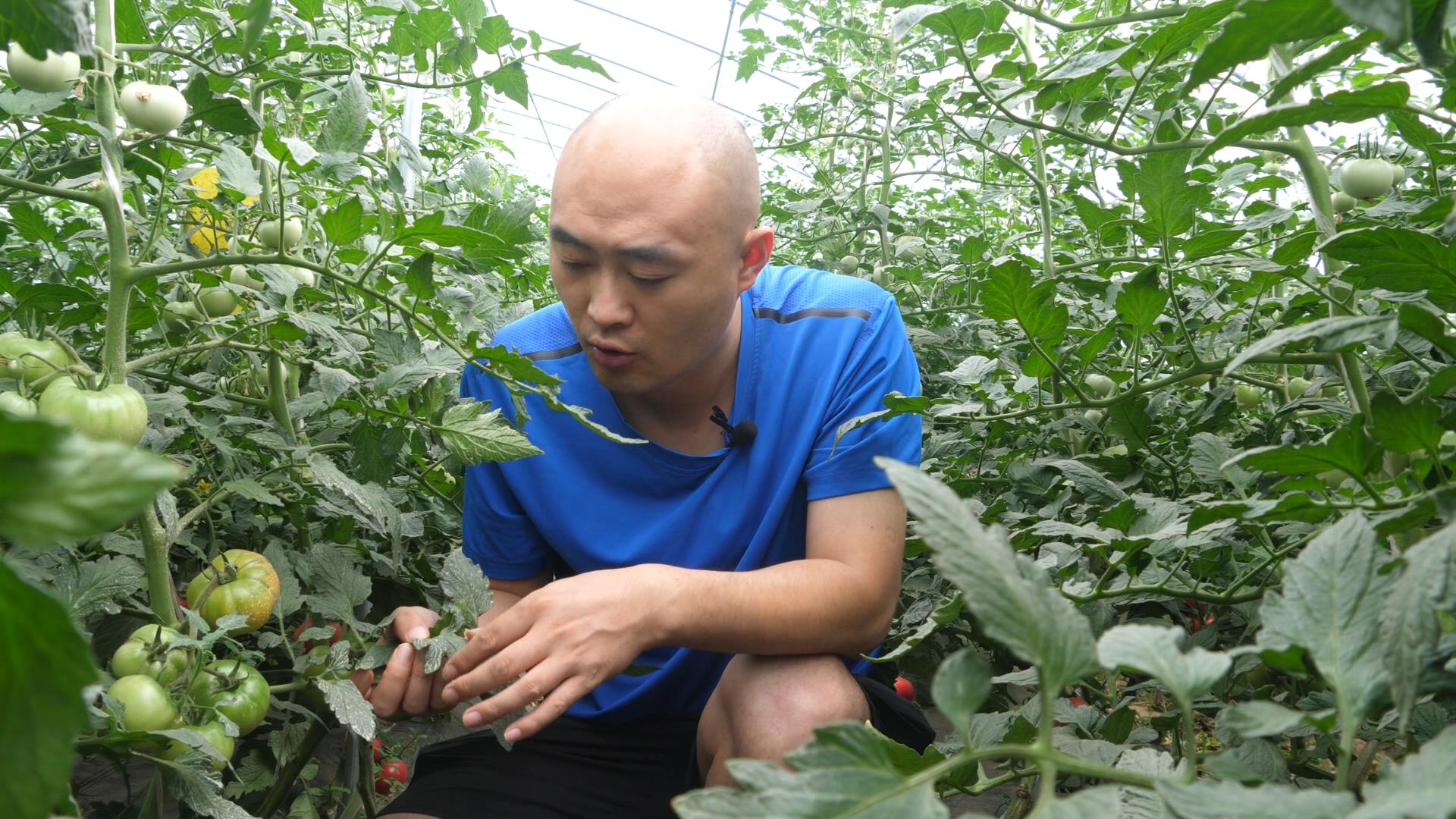 种植萝卜的正确方法和步骤幼儿园,种植萝卜小妙招100种