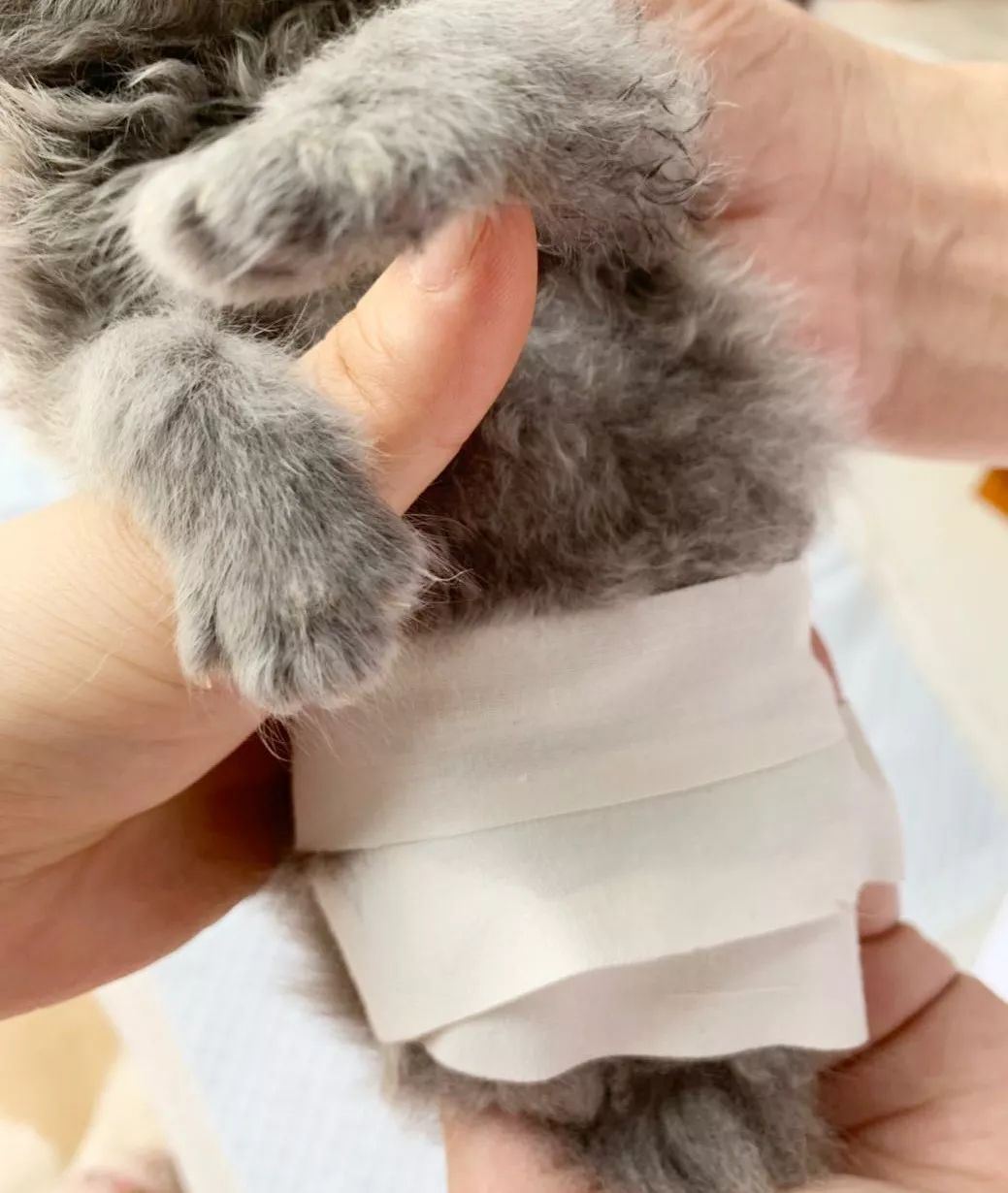 猫咪畸形断腿怎么安乐死,畸形的新生猫咪如何安乐死