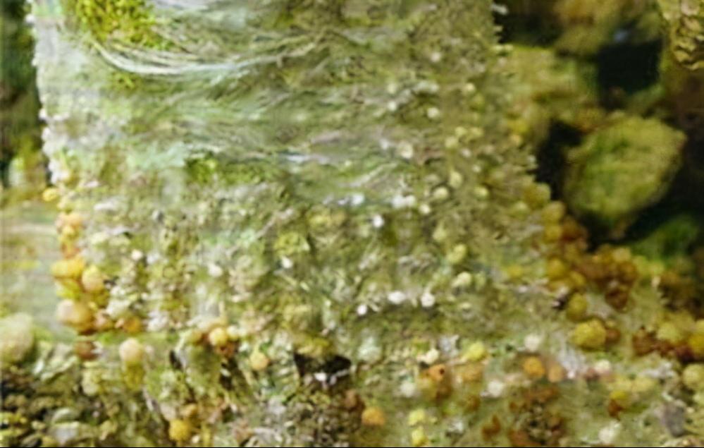 茄子白绢病,茄子白绢病怎么防治
