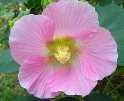 大岩芙蓉花好养吗,花朵容易养活