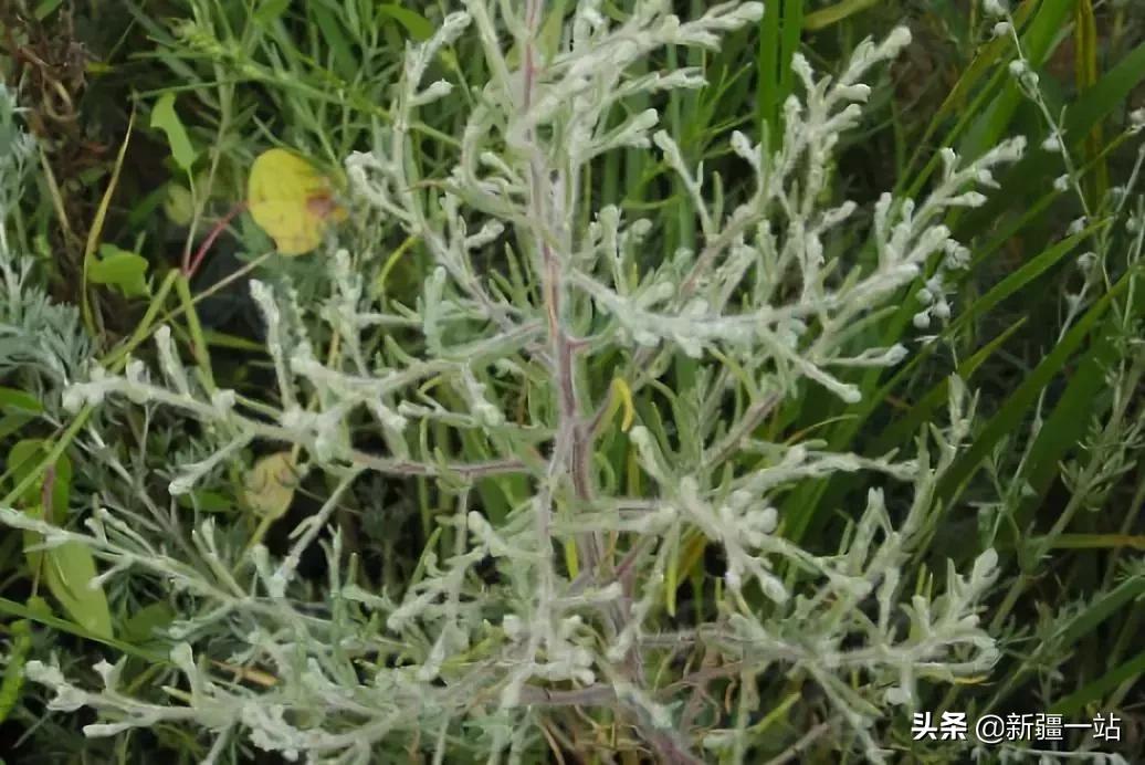 新疆的特殊植物,新疆戈壁上常见的植物