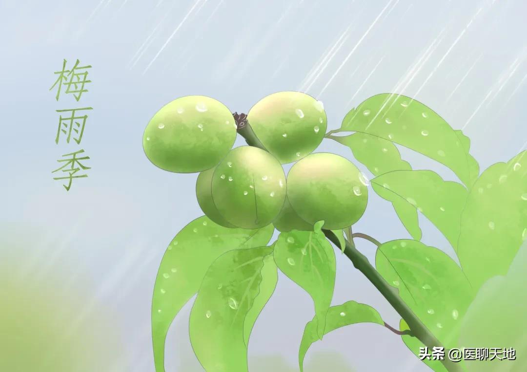 黄梅天身上湿气重怎么办,黄梅天湿气重怎么调理