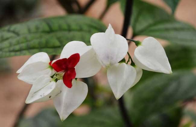 龙吐珠不发芽怎么办,龙吐珠不开花怎么办