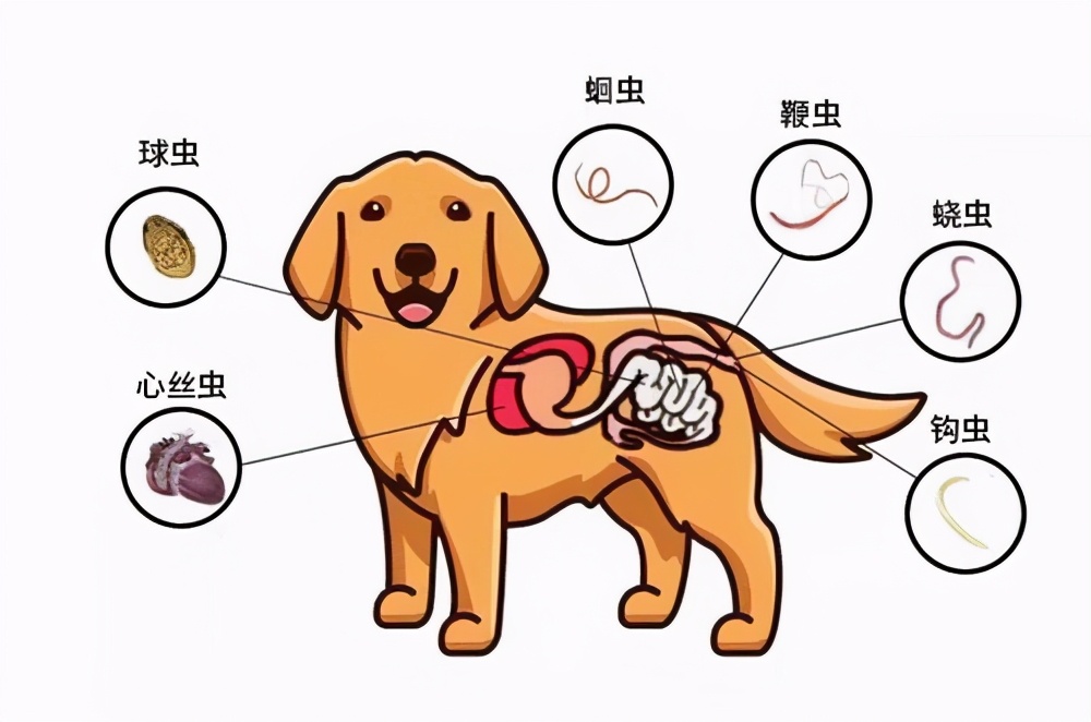 一条有味道的养宠知识,狗狗便便怎么区分臭和腥臭