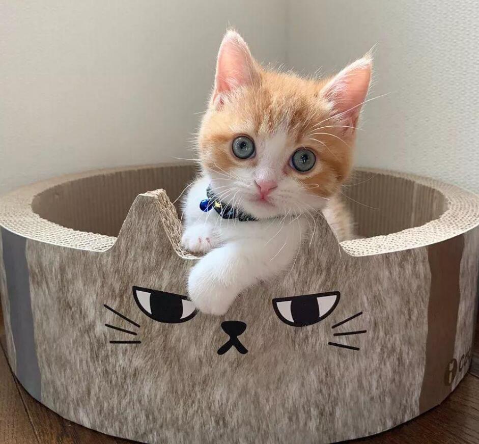 猫咪配对后母猫为什么会攻击公猫,猫咪配对为什么母猫会攻击公猫