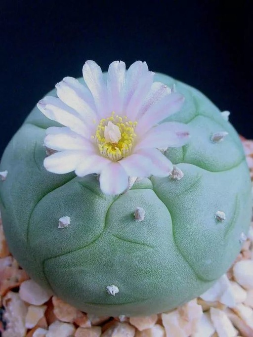 世界十大罕见花卉,世界名贵花卉高清大图