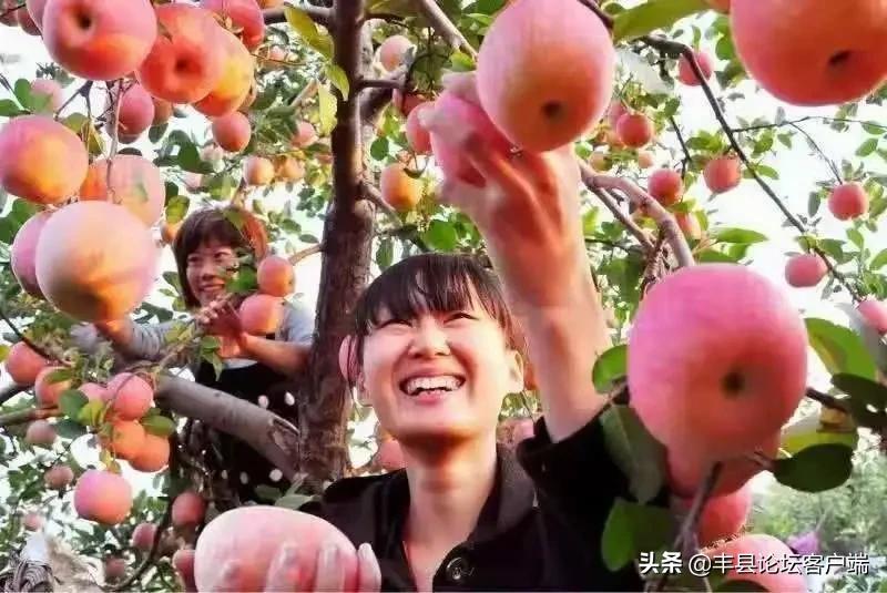 2021丰县苹果节在哪里举行,丰县苹果节最新消息