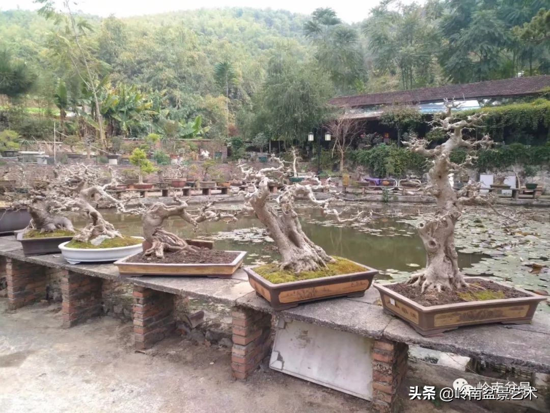 榆树盆景何时修剪最好,盆景怎样修剪最好看