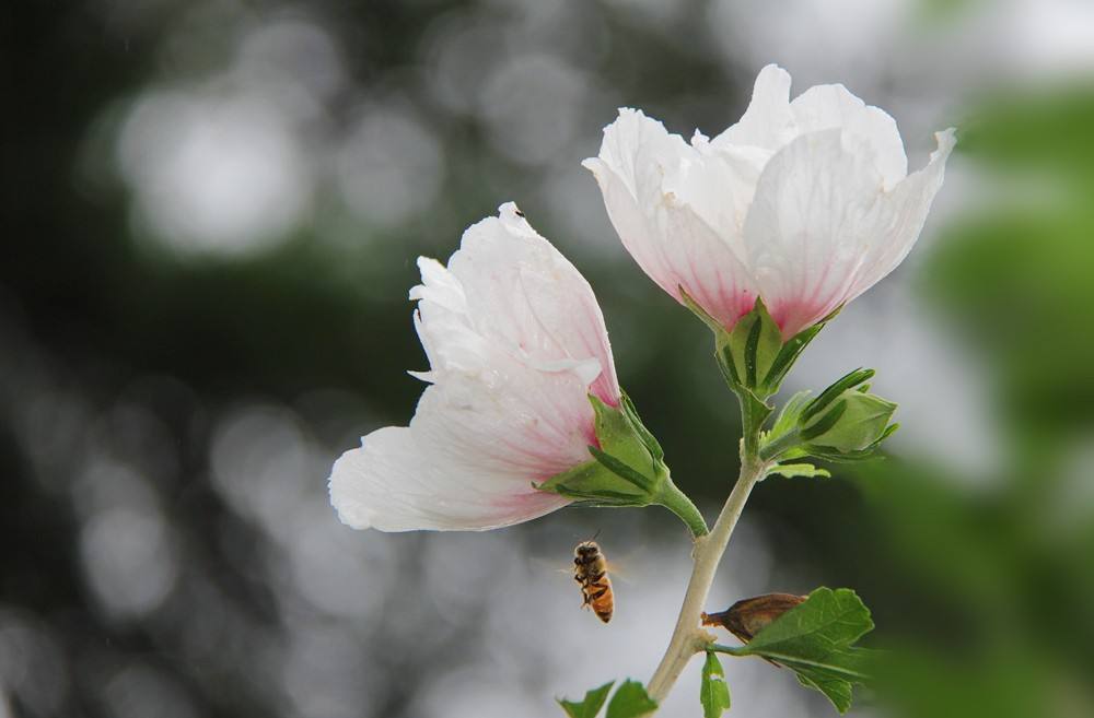 「散文」温柔的坚持|木槿花