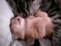 猫咪睡觉时抽搐颤抖,猫咪睡觉的时候抽搐是什么情况