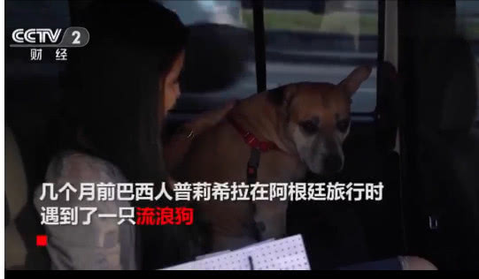 巴西推出宠物专属出租车，还提供跨国服务：主人再也不用担心了