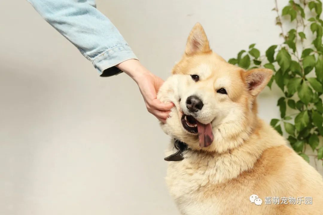 边牧犬对主人的忠诚度怎么样,边牧为什么对主人很听话