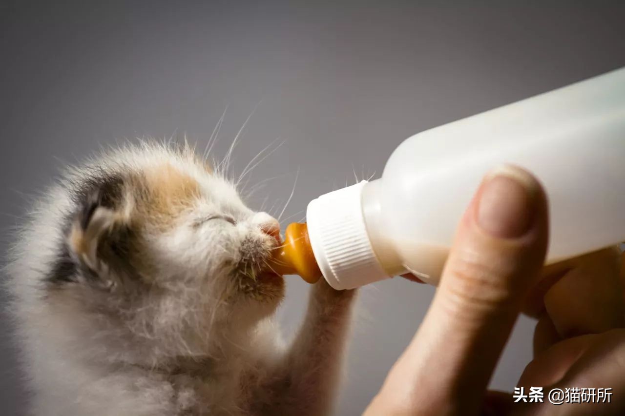 小猫喝纯牛奶会不会出事,小猫喝牛奶死了